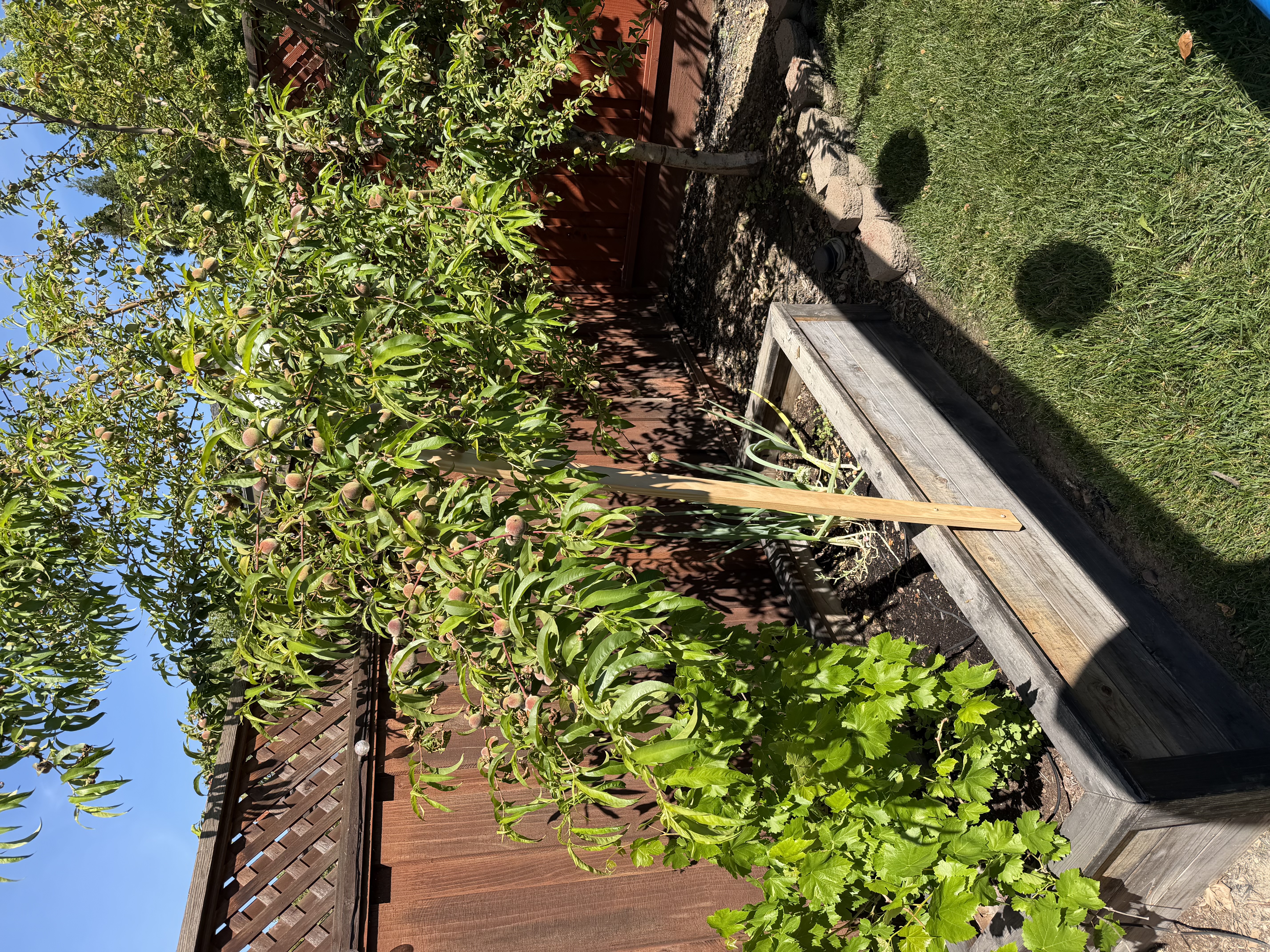Peach tree branch support!